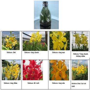 Giống Mokara cấy mô