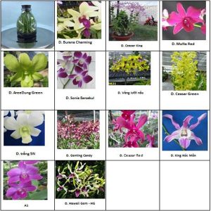 Giống Dendro cấy mô