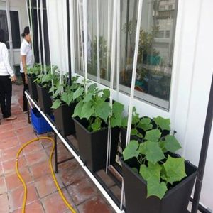 Hệ thống chậu trồng tưới nhỏ giọt