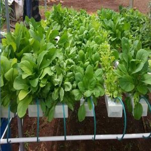 Module bàn trồng rau thủy canh 6 ống