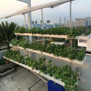 Kệ trồng cây áp tường