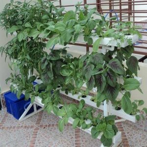 Kệ trồng cây đứng