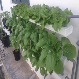 Kệ trồng rau gắn tường